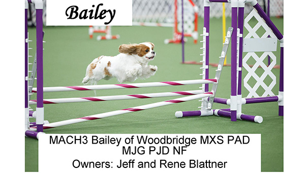 Bailey