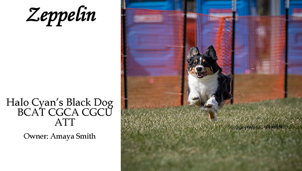 Zeppelin